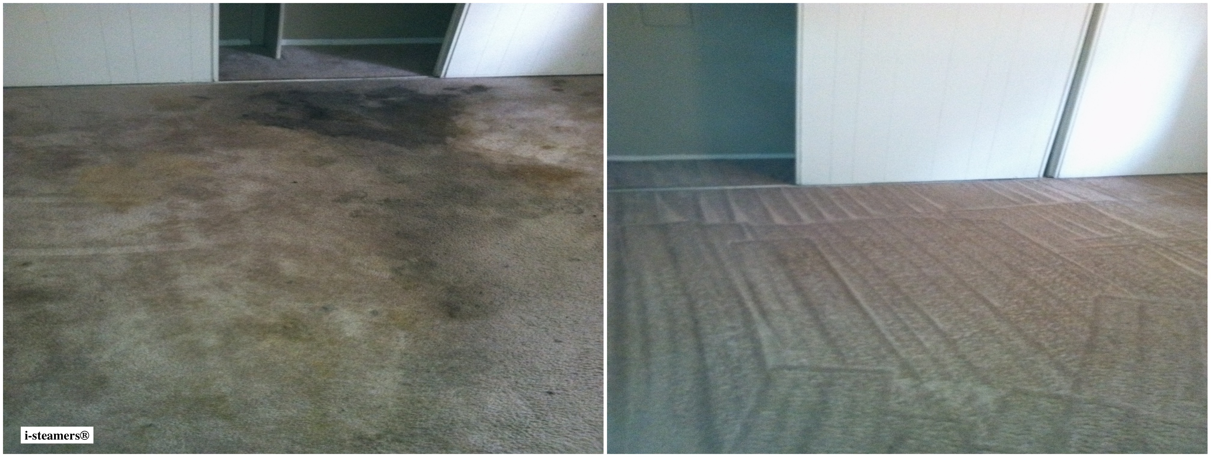 carpet cleaner service nyc